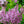 Load image into Gallery viewer, Miss Kim Lilac - Lilac - Shrubs
