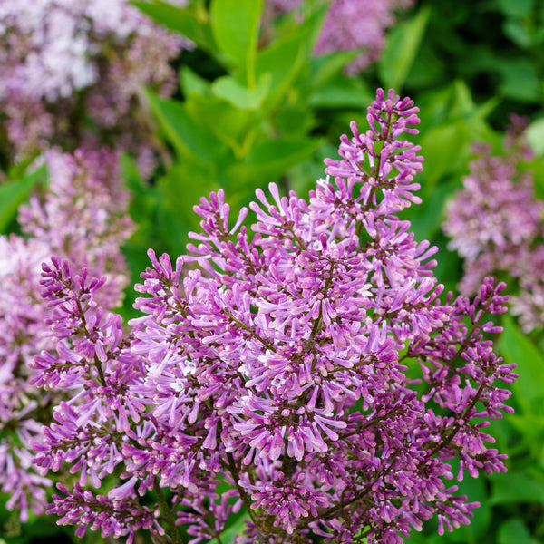 Miss Kim Lilac - Lilac - Shrubs
