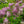Load image into Gallery viewer, Miss Kim Lilac - Lilac - Shrubs