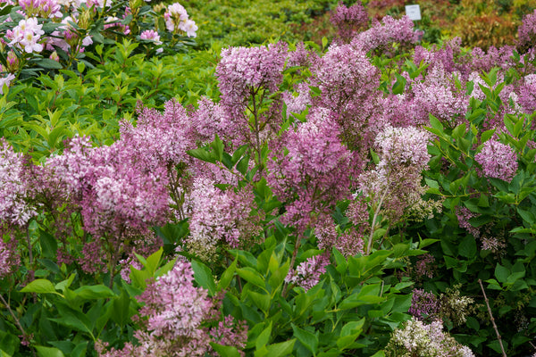 Miss Kim Lilac - Lilac - Shrubs