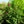 Load image into Gallery viewer, Miss Molly Butterfly Bush