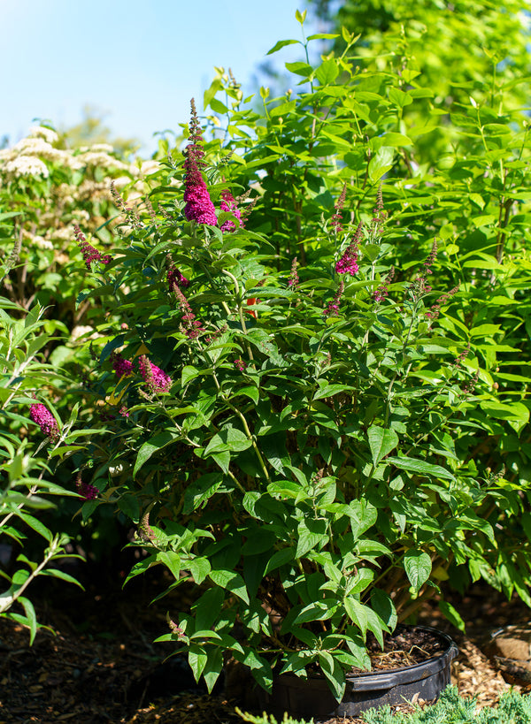Miss Molly Butterfly Bush