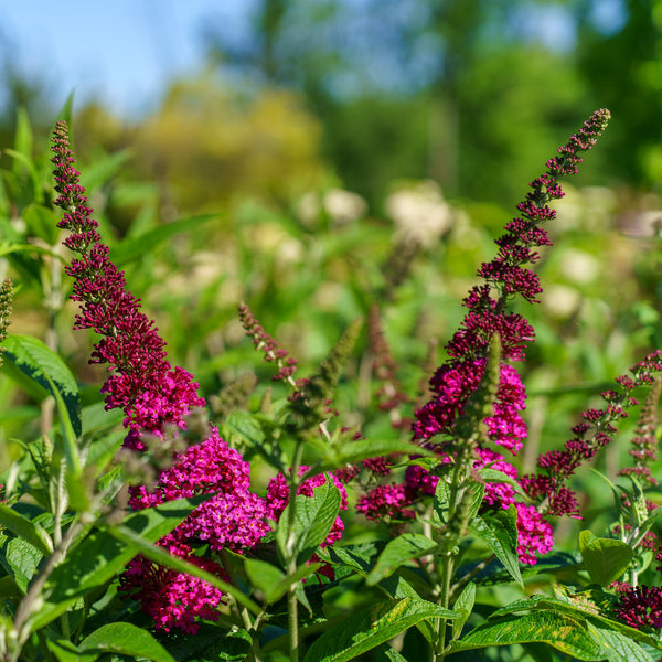 Miss Molly Butterfly Bush