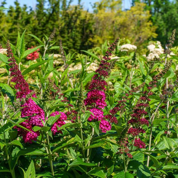 Miss Molly Butterfly Bush