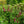 Load image into Gallery viewer, Miss Molly Butterfly Bush