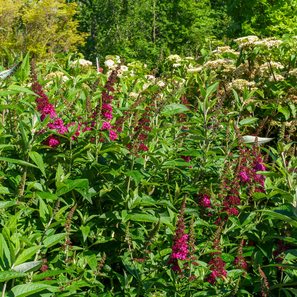 Miss Molly Butterfly Bush
