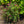 Load image into Gallery viewer, Miss Molly Butterfly Bush