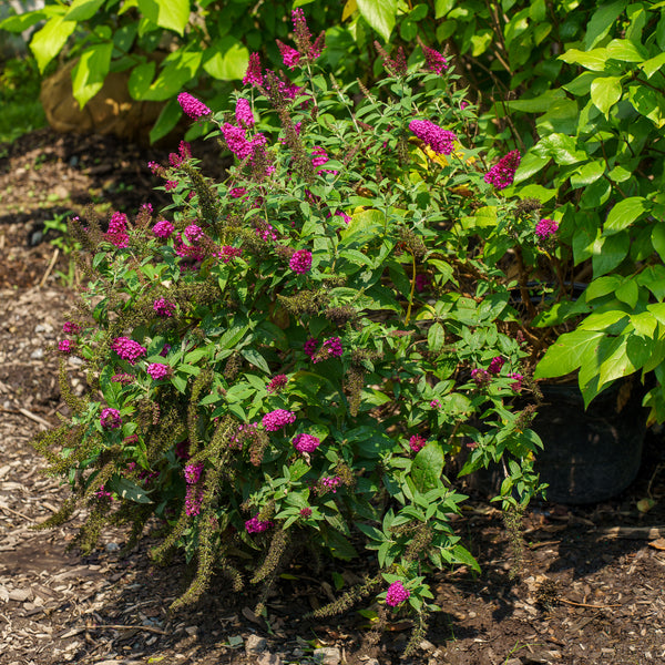Miss Molly Butterfly Bush