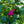 Load image into Gallery viewer, Miss Ruby Butterfly Bush