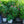 Load image into Gallery viewer, Miss Ruby Butterfly Bush