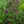 Load image into Gallery viewer, Miss Violet Butterfly Bush