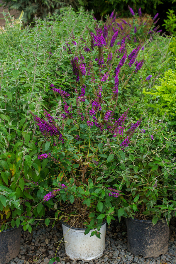 Miss Violet Butterfly Bush