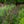 Load image into Gallery viewer, Miss Violet Butterfly Bush