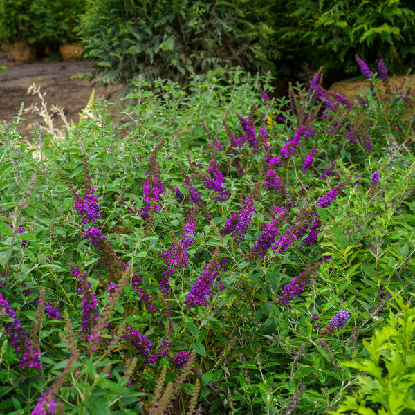 Miss Violet Butterfly Bush