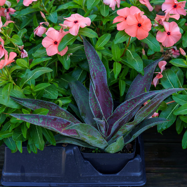 Mission to Mars Mangave