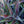 Load image into Gallery viewer, Mission to Mars Mangave