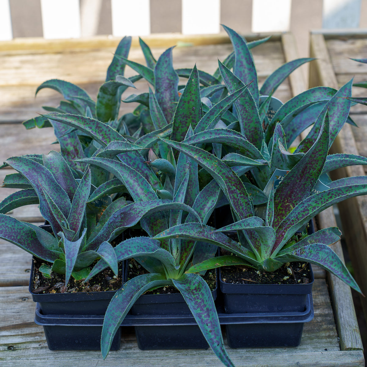 mangave succulent Mission to Mars Mangave – Plant Detectives