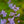 Load image into Gallery viewer, Blue Mistflower