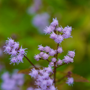 Blue Mistflower
