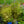 Load image into Gallery viewer, Blue Mistflower