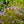 Load image into Gallery viewer, Blue Mistflower