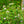 Load image into Gallery viewer, Mohawk Viburnum - Viburnum - Shrubs