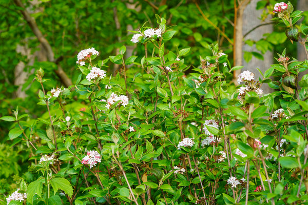 Mohawk Burkwood Viburnum