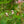 Load image into Gallery viewer, Mohawk Viburnum - Viburnum - Shrubs