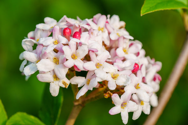 Mohawk Burkwood Viburnum