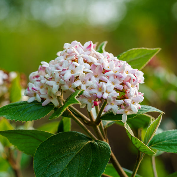 Mohawk Burkwood Viburnum