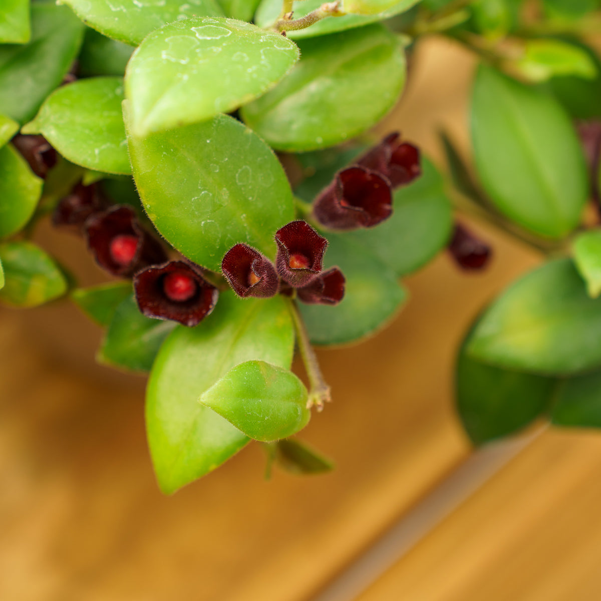 mona lisa lavender plant Mona Lisa Lipstick Plant – Plant Detectives