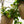 Load image into Gallery viewer, Mona Lisa Lipstick Plant