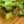 Load image into Gallery viewer, Mona Lisa Lipstick Plant