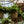 Load image into Gallery viewer, Mona Lisa Lipstick Plant