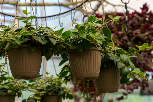 Mona Lisa Lipstick Plant