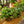 Load image into Gallery viewer, Mona Lisa Lipstick Plant