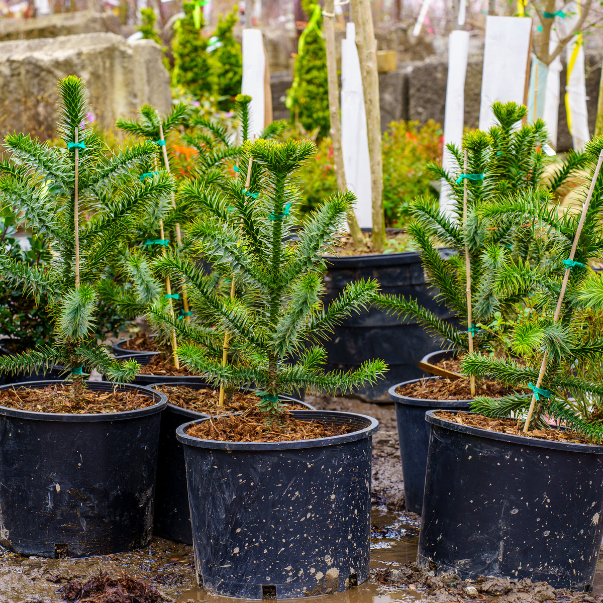 monkey tree indoor plant Monkey Puzzle Tree – Plant Detectives