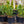 Load image into Gallery viewer, Monkey Puzzle Tree - Other Confiers - Conifers