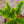 Load image into Gallery viewer, Monkey Puzzle Tree - Other Confiers - Conifers