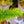 Load image into Gallery viewer, Monkey Puzzle Tree - Other Confiers - Conifers