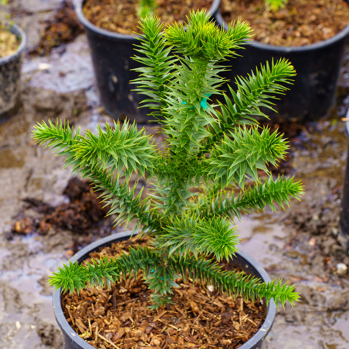 Monkey Puzzle Tree – Plant Detectives