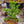 Load image into Gallery viewer, Monkey Puzzle Tree - Other Confiers - Conifers