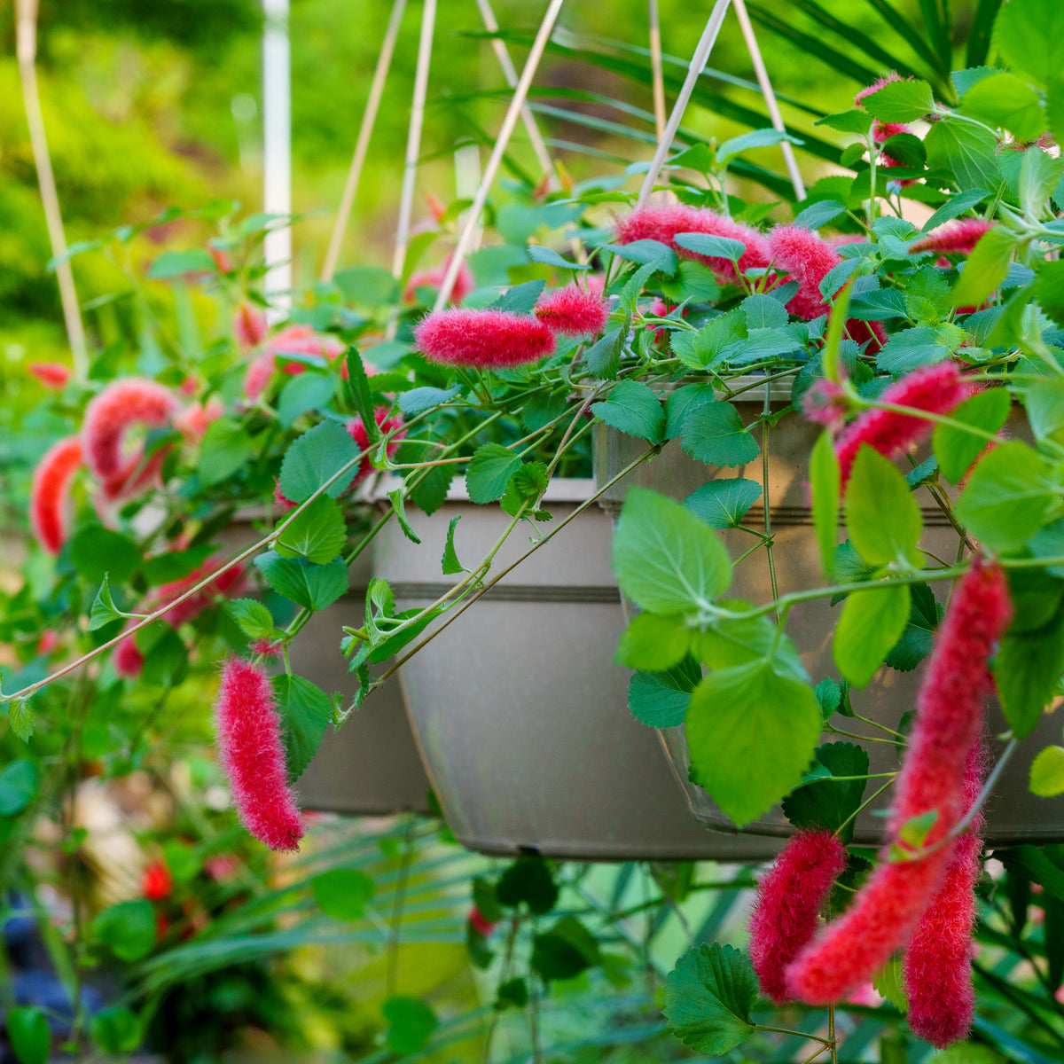 chenille hanging plant Chenille Plant – Plant Detectives