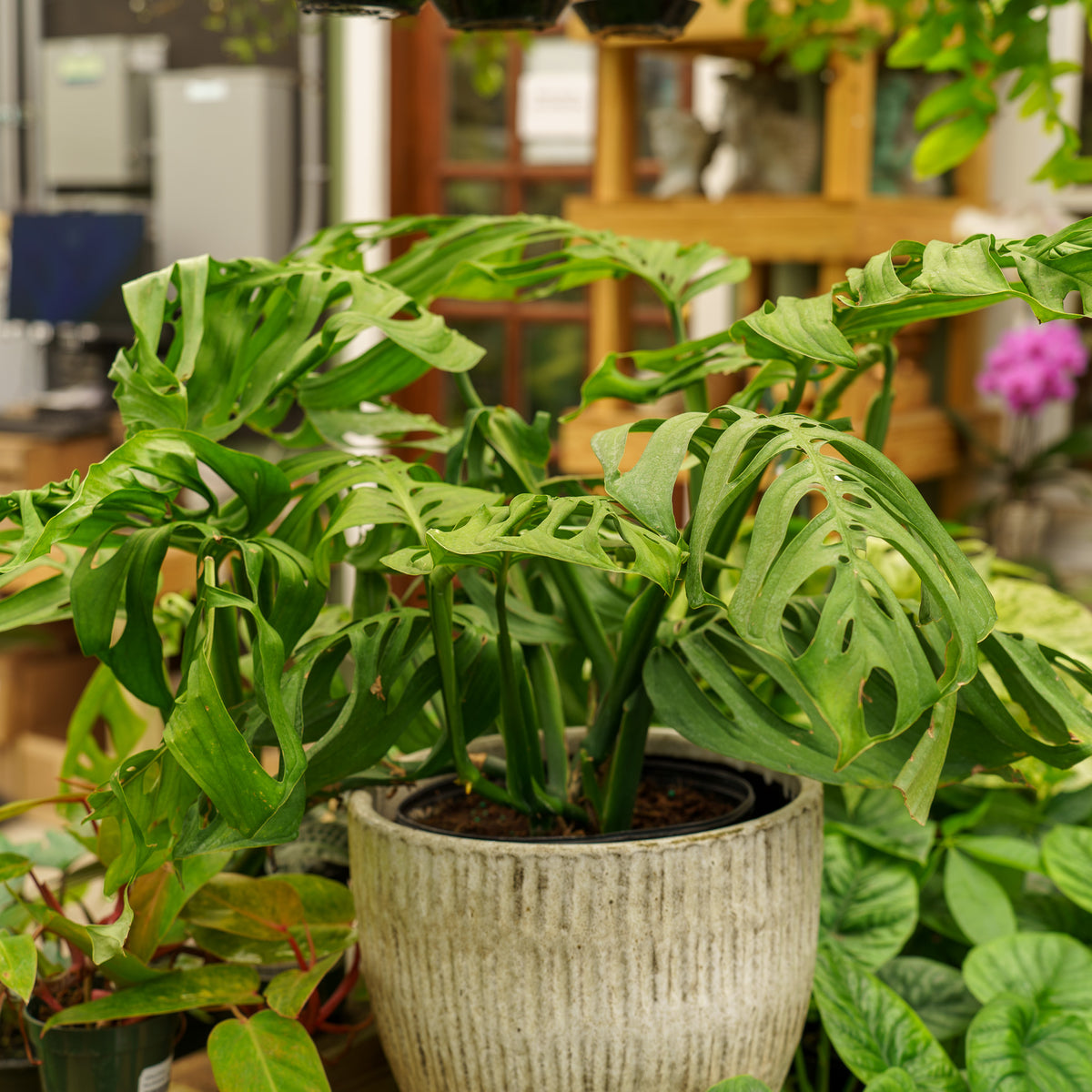 Esqueleto Monstera – Plant Detectives