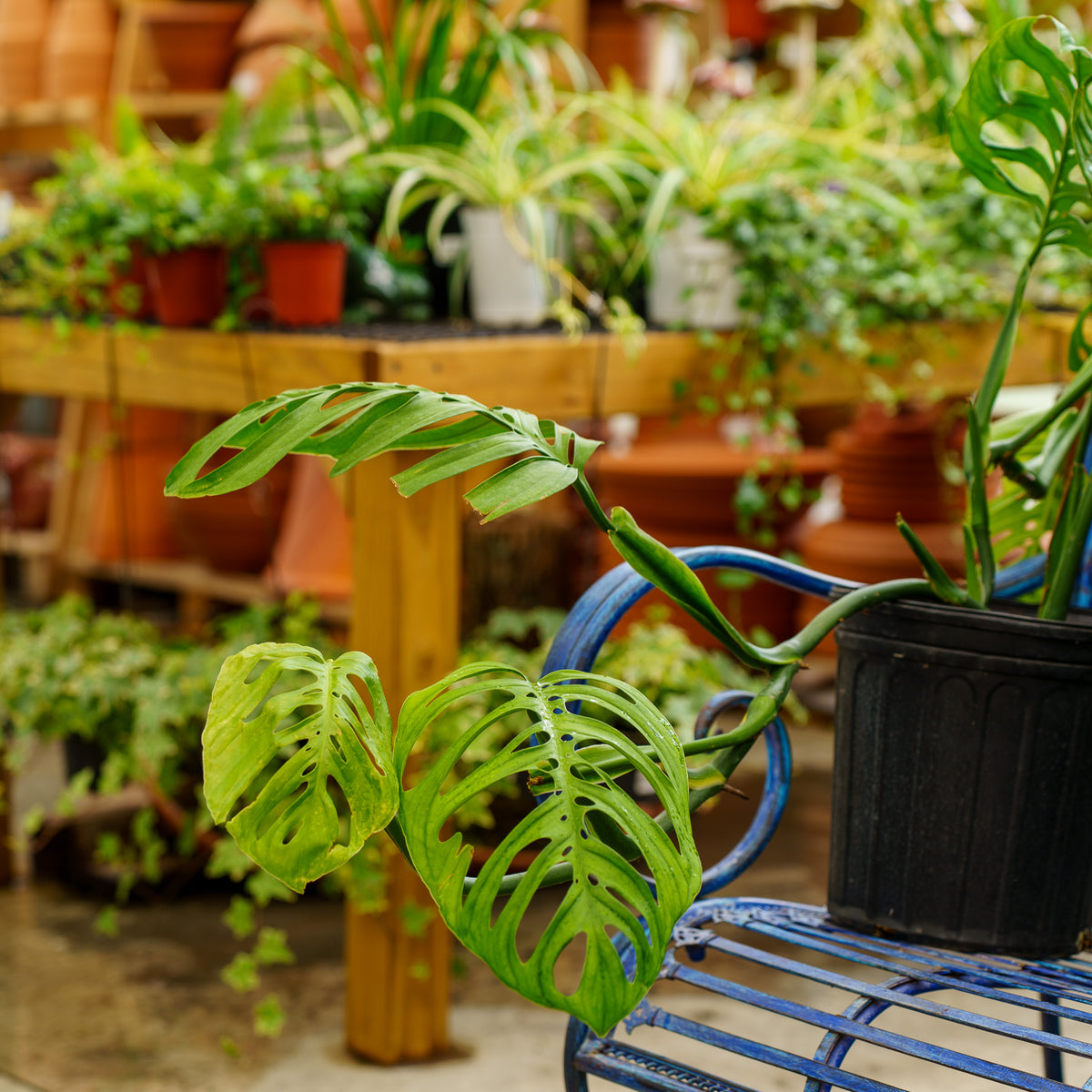 monstera vegeta Esqueleto Monstera – Plant Detectives