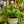 Load image into Gallery viewer, Monstera Esqueleto
