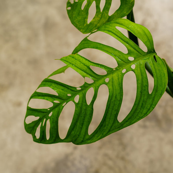 Monstera Esqueleto