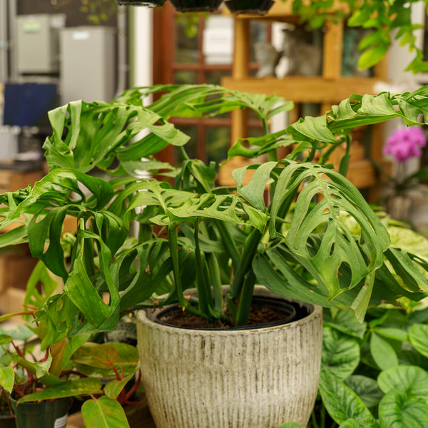 Monstera Esqueleto