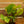 Load image into Gallery viewer, Monstera Peru