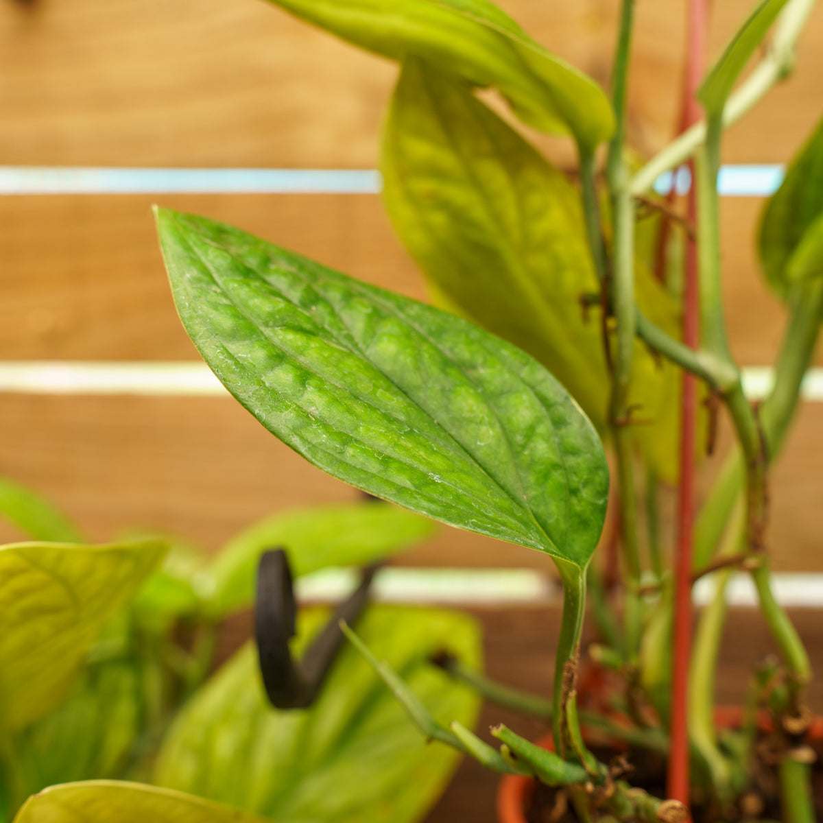 philodendron monstera peru Peru Monstera – Plant Detectives